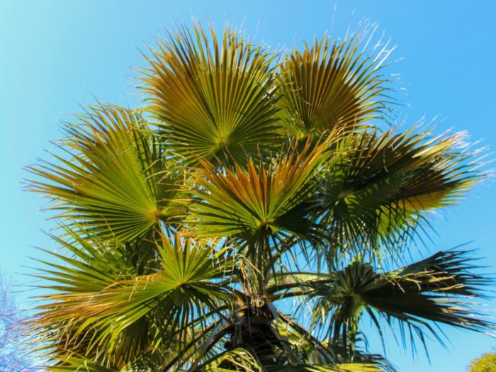 How to plant a windmill palm tree